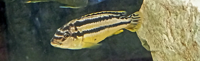 Melanochromis Auratus (frappeur de pierre du Malawi) F 