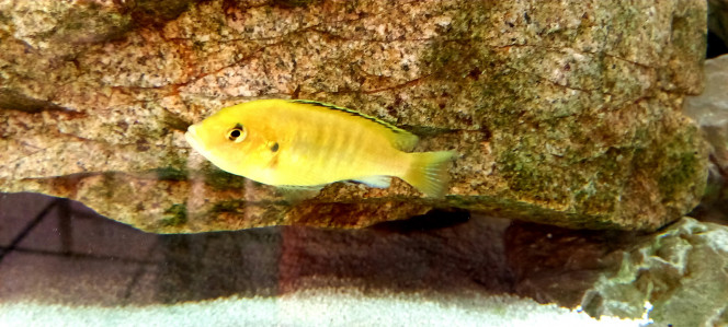 Labidochromis Caeruleus Lemon 