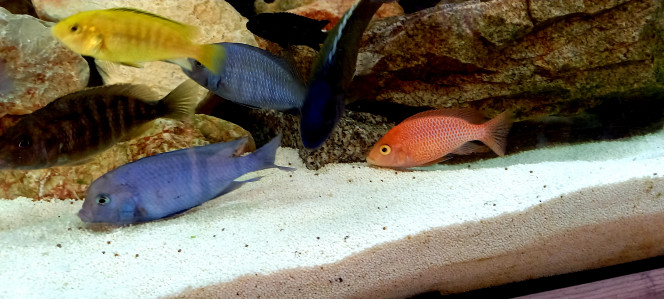 Aulonocara Fire Red Dragon 
