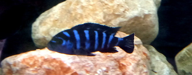 pseudotropheus Demasoni 