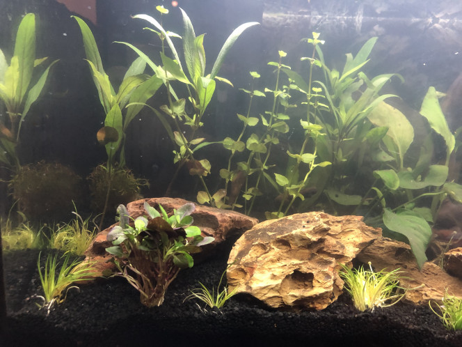 Ajout de plantes Ajout de lobelia et d’eriaucolon