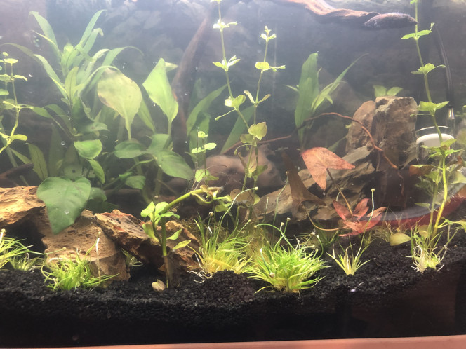 Ajout de plantes Ajout de lobelia et d’eriaucolon