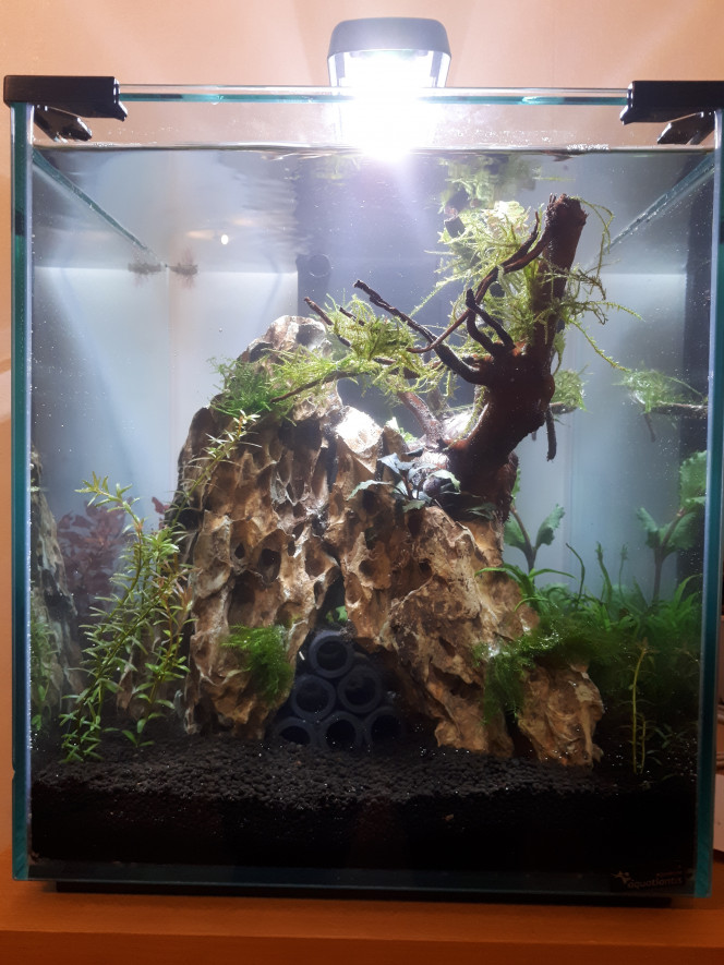 40L red crystal Voici mon deuxième bac mis en eau aujourd'hui.  Après le cyclage, il sera destiné à recevoir des red cherry uniquement.