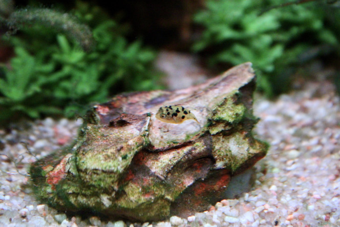 Photographie du post de TortueGeniale91 