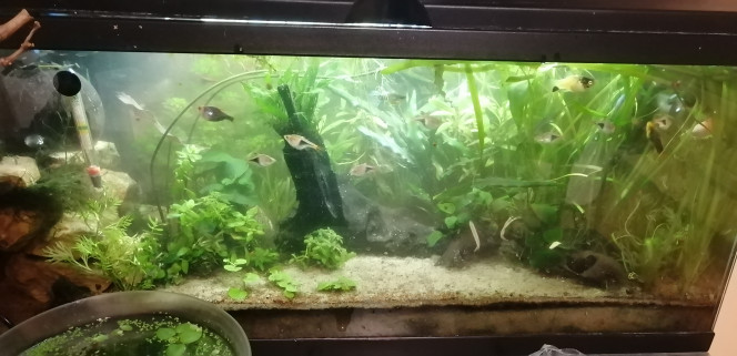 Photographie du post de Aquagarden83 