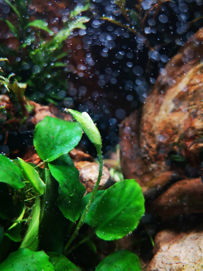 Photographie du post de Wakame 