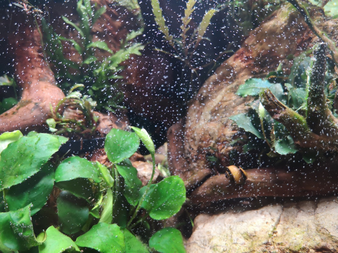 Photographie du post de Wakame 