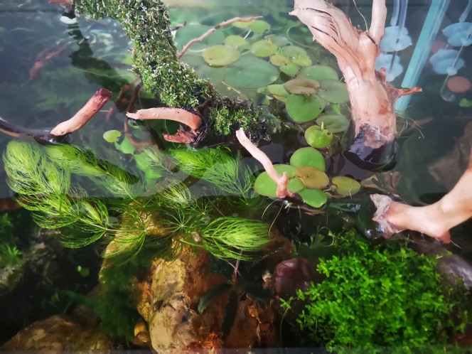 Photographie du post de Wakame 