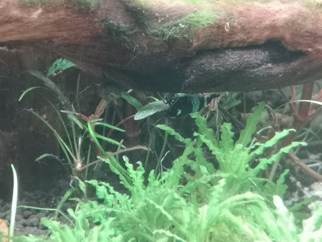 Photographie du post de Wakame 