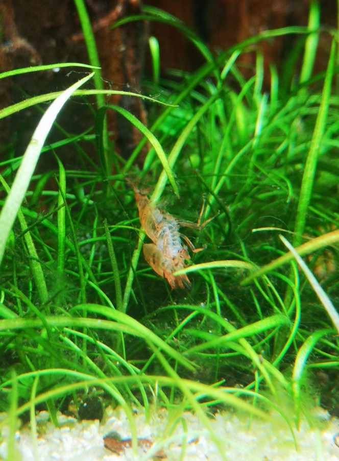 Photographie du post de Wakame 