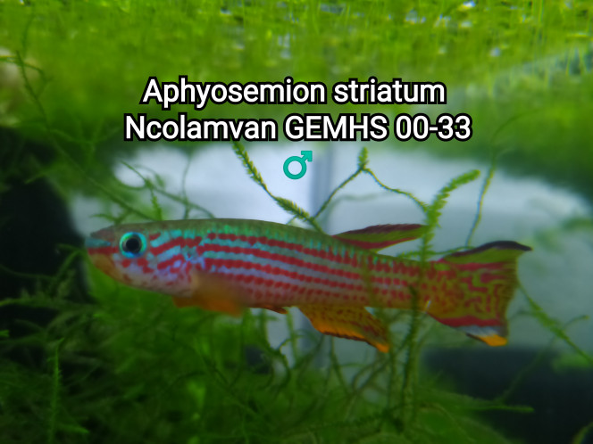 ♂️ Aphyosemion striatum Ncolamvan GEMHS 00-33 Photos issu de mon bac : 
Killi26 132 Aphyosemion striatum Ncolamvan GEMHS 00-33

Lien vers le bac : https://www.fishfish.fr/compte/aquariums/configuration/killi26-132-aphyosemion-striatum-ncolamvan-gemhs-00-33/general