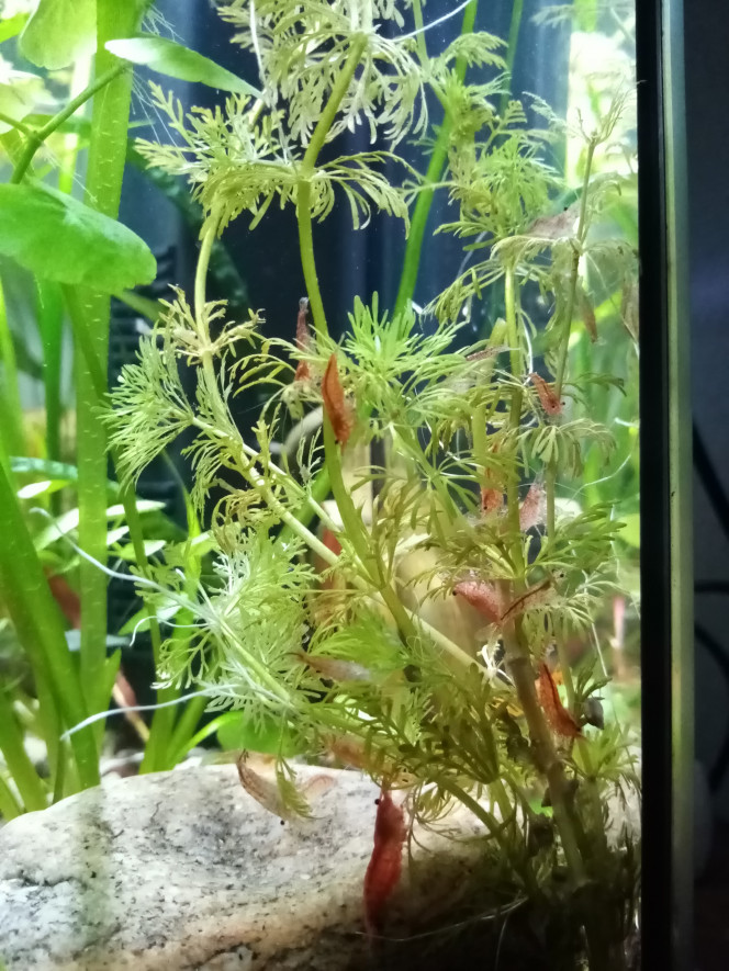 L'arbre à crevettes 