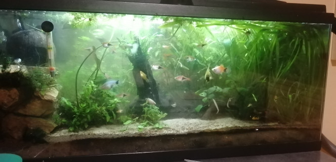 Photographie du post de Aquagarden83 
