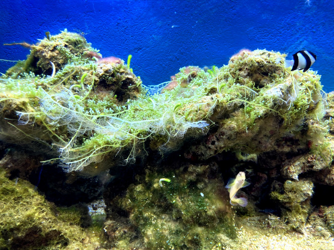 algues Bonjour, est ce que quelqu'un connait ce type d'algues ? qui forme de petits champignons ?
