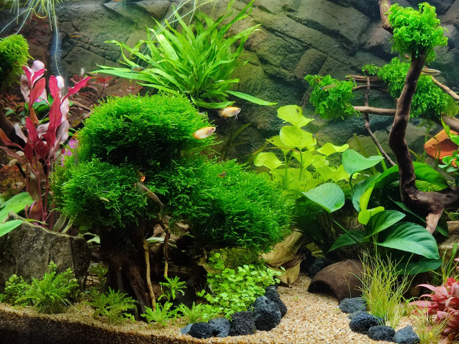  Tout jeune duo de Gourami miel introduit hier