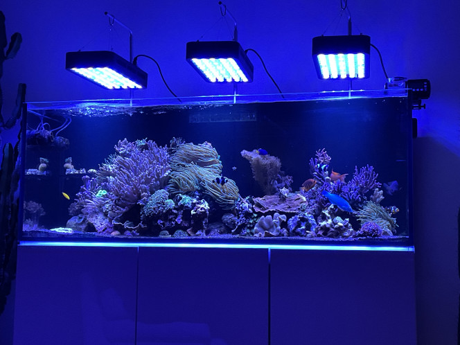 Aquamedic Armatus 450 