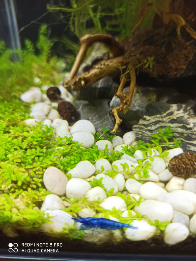 Décoration d'aquarium pour presque rien ! Gab 