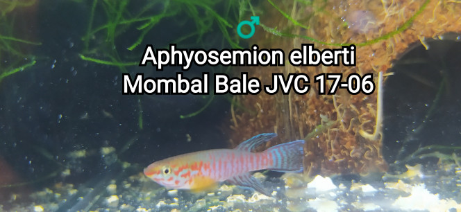 Aphyosemion elberti Mombal Bale JVC 17-06 Photo issue de mon bac 123
