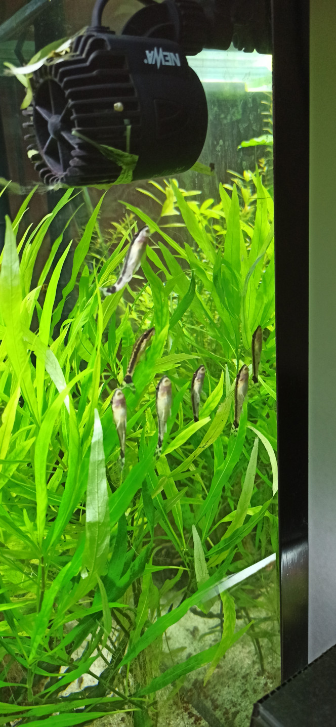 Otocinclus Affinis Réunion de famille...