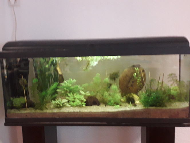  Photos prises par les élèves,  les crevettes arrivent dans la semaine :)