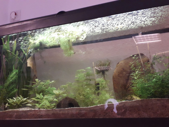  Photos prises par les élèves,  les crevettes arrivent dans la semaine :)