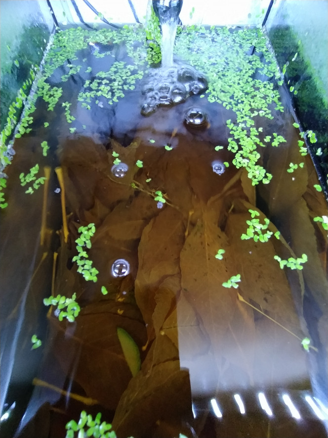 Bac Gammarus pulex 