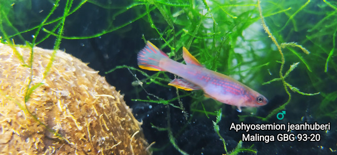 ♂️ Aphyosemion jeanhuberi Malinga GBG 93-20 Photos issus de mon bac 124