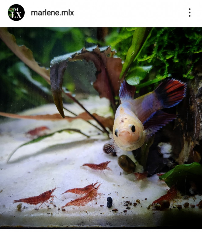Photographie du post de MarleneMLX 