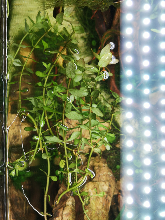 Photographie du post de Wakame 