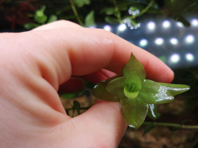 Photographie du post de Wakame 