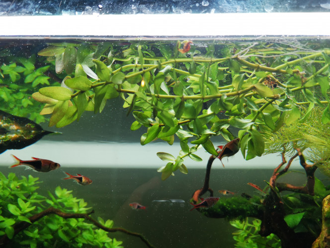 Photographie du post de Wakame 