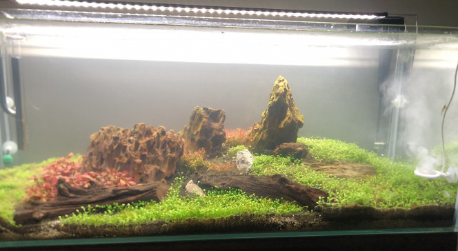  Évolution positive du hardscape iwagumi revisité
