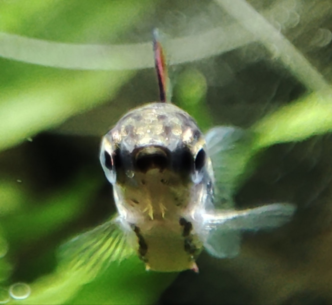  Dernier Nannostomus marginatus ,il a 4 ans et n'a jamais arboré d'aussi belles couleurs