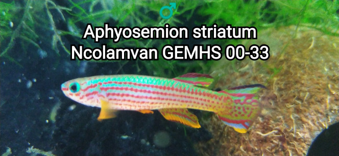 ♂️ Aphyosemion striatum Ncolamvan GEMHS 00-33 Photos issus de mon bac 131