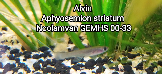 Alvin Aphyosemion striatum Ncolamvan GEMHS 00-33 Photo issu de mon bac 141