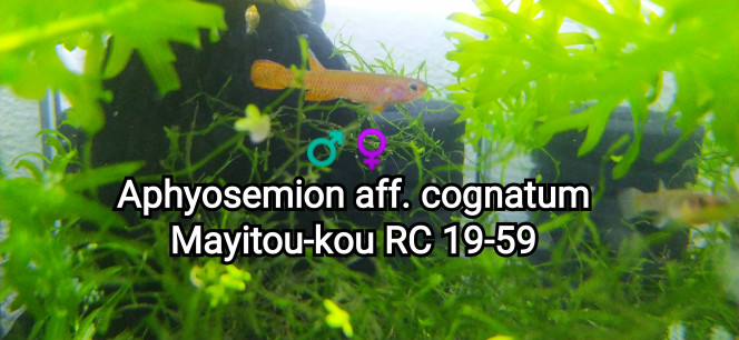 ♂️♀️ Aphyosemion aff. cognatum Mayitou-kou RC 19-59 Photo issu de mon bac 122