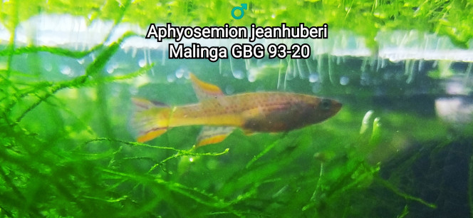 ♂️ Aphyosemion jeanhuberi Malinga GBG 93-20 Photos issus de mon bac 124