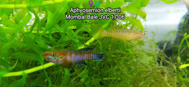 ♀️♂️ Aphyosemion elberti Mombal Bale JVC 17-06 Photos issue de mon bac 123
