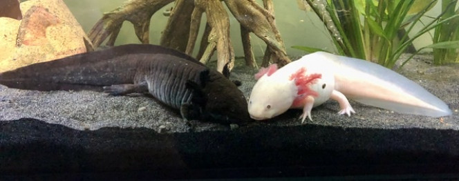 Nourrir de jeunes axolotls entre 4 et 6 mois, sur le forum de discussions  FishFish Aquarium et Aquariophilie