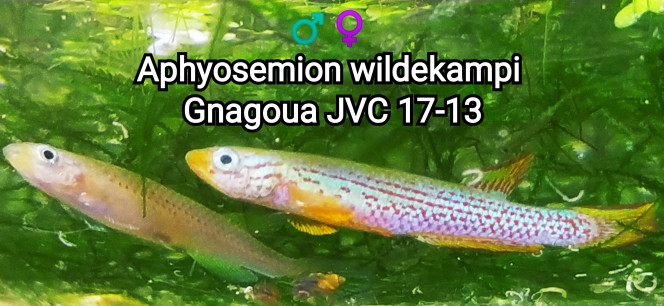 ♂️♀️ Aphyosemion wildekampi Gnagoua JVC 17-13 