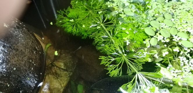 Photographie du post de Aquagarden83 