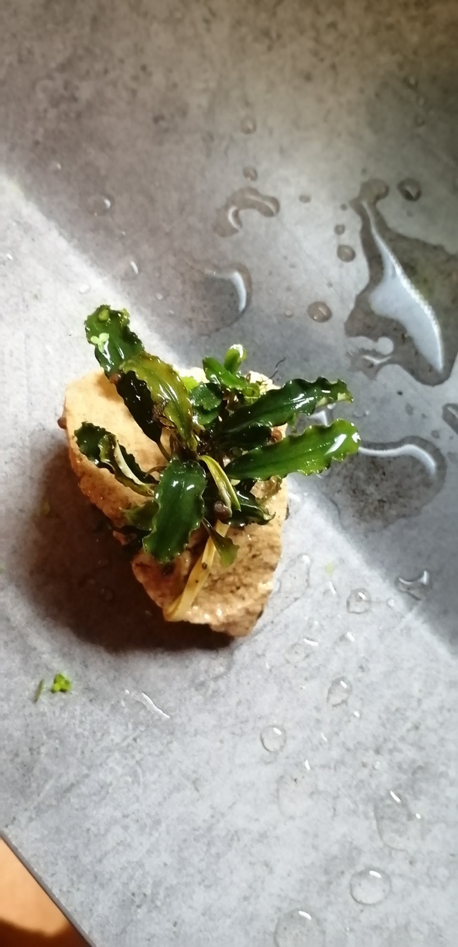 Photographie du post de Aquagarden83 
