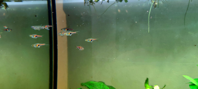 Rasbora Hengeli 