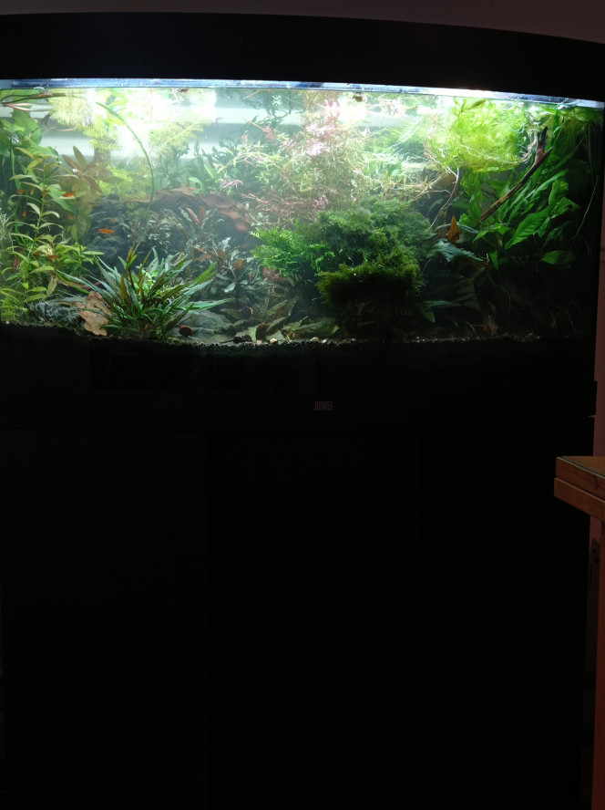 Nano fish only Don des julii à @Kayba. Plus que des nano fish et le couple d apisto Borelli.

Il a fallu sortir toutes les racines et roches pour les attraper, réaménagement demain