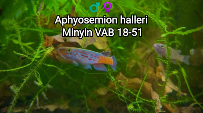 ♂️♀️ Aphyosemion halleri Minyin VAB 18-51 Photos issus d'une capture d'écran d'une vidéo de Romain Rozier