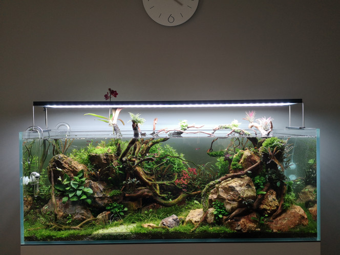 Photographie du post de Wakame 