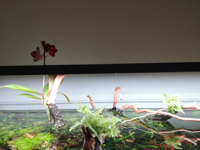Photographie du post de Wakame 
