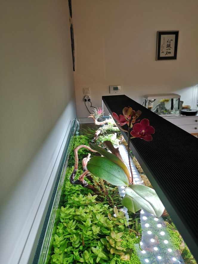 Photographie du post de Wakame 