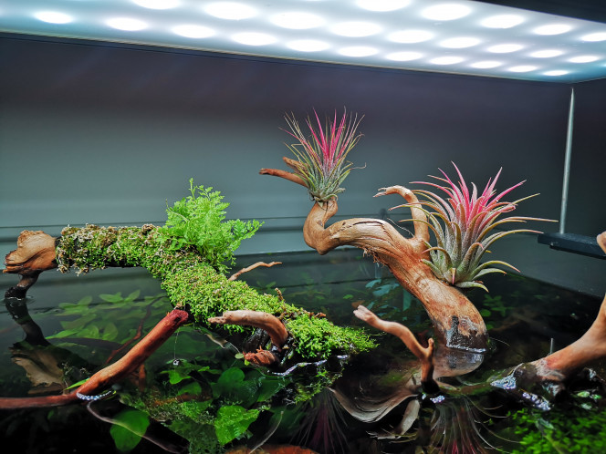 Photographie du post de Wakame 