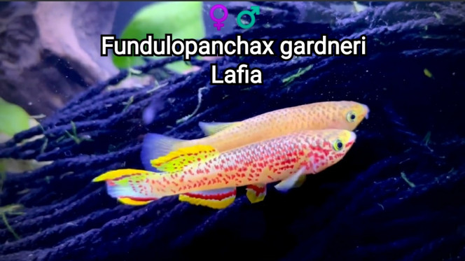 ♀️♂️ Fundulopanchax gardneri Lafia Photos issus d'une capture d'écran d'une vidéo de Romain Rozier